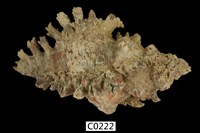 藏品(千手螺)的圖片